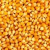 Corn 1 paint