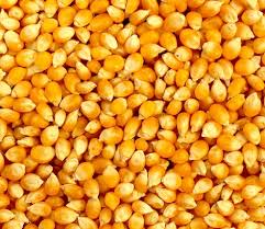 Corn 1 paint