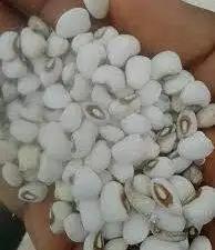 Patasko Beans 1 Bag(10 painters)